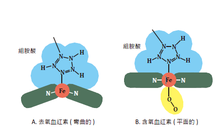 含氧血紅素