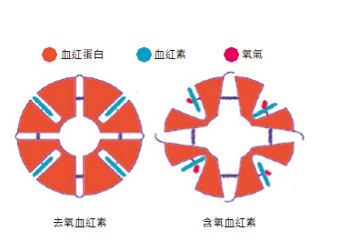 血紅蛋白